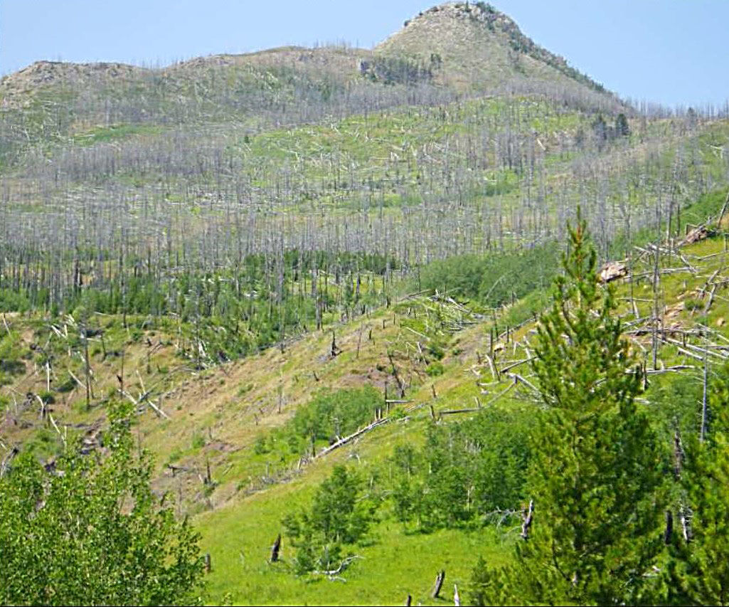 Elk Smith project